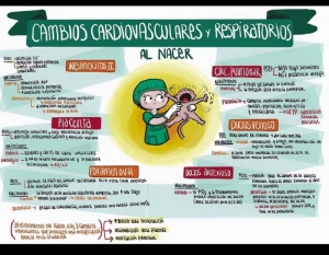 Cambios cardiovasculares y respiratorios al nacer